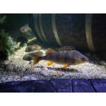 SeaLife2.jpg